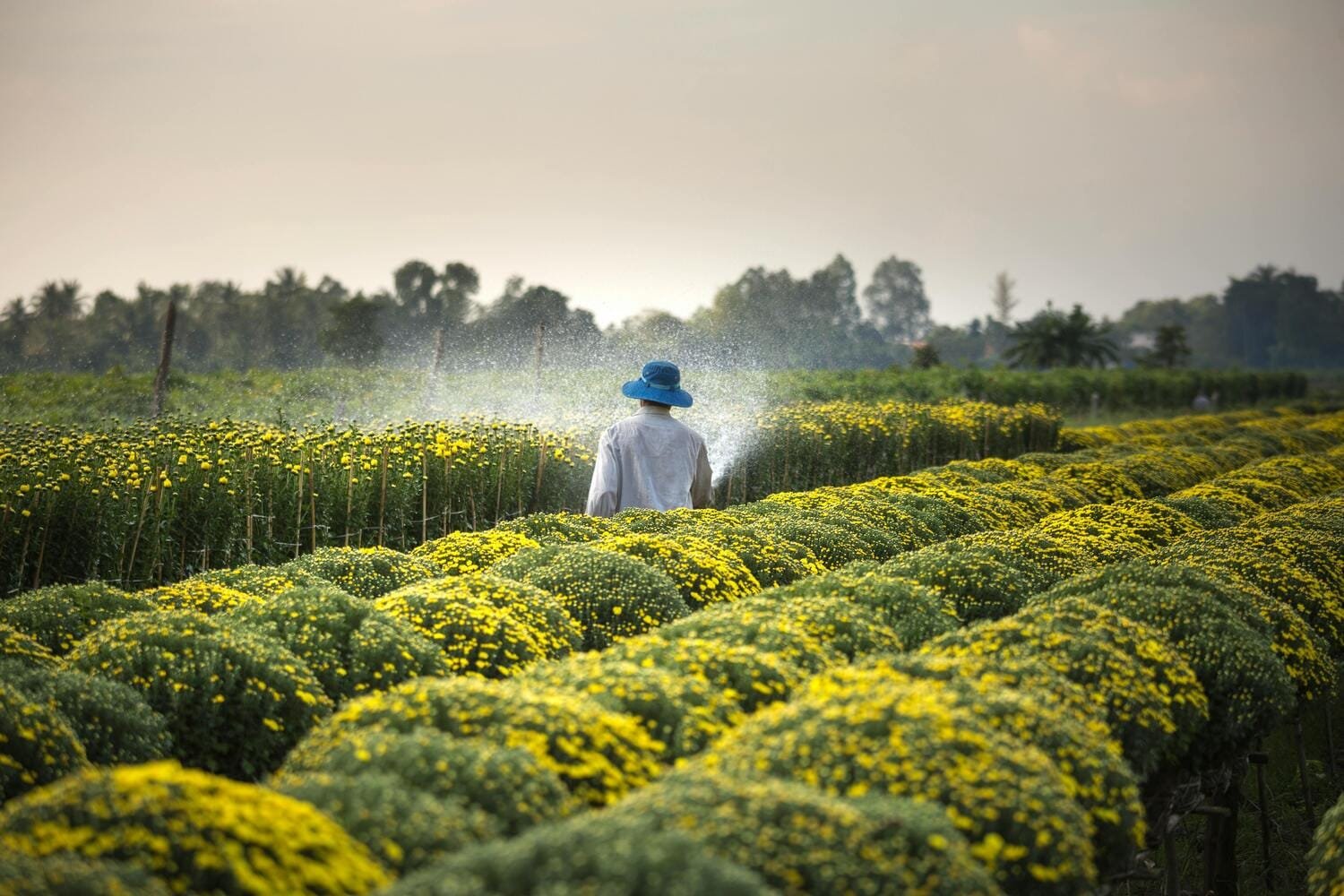 Naturegold.in
