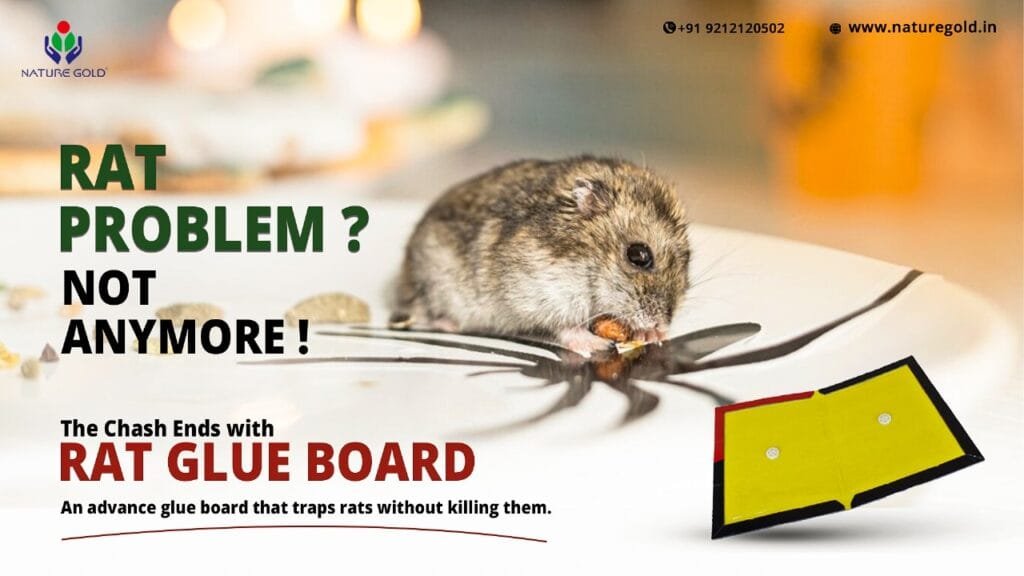 rat glue boards