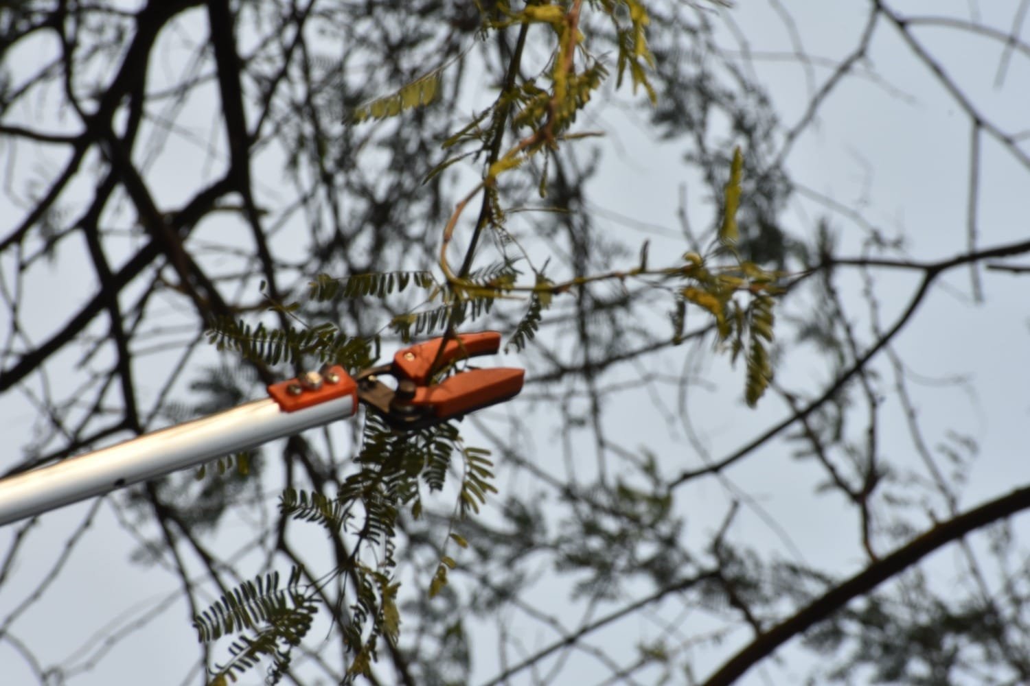 Fruit Plucker Scissor NG-FP-2222 - Image 9