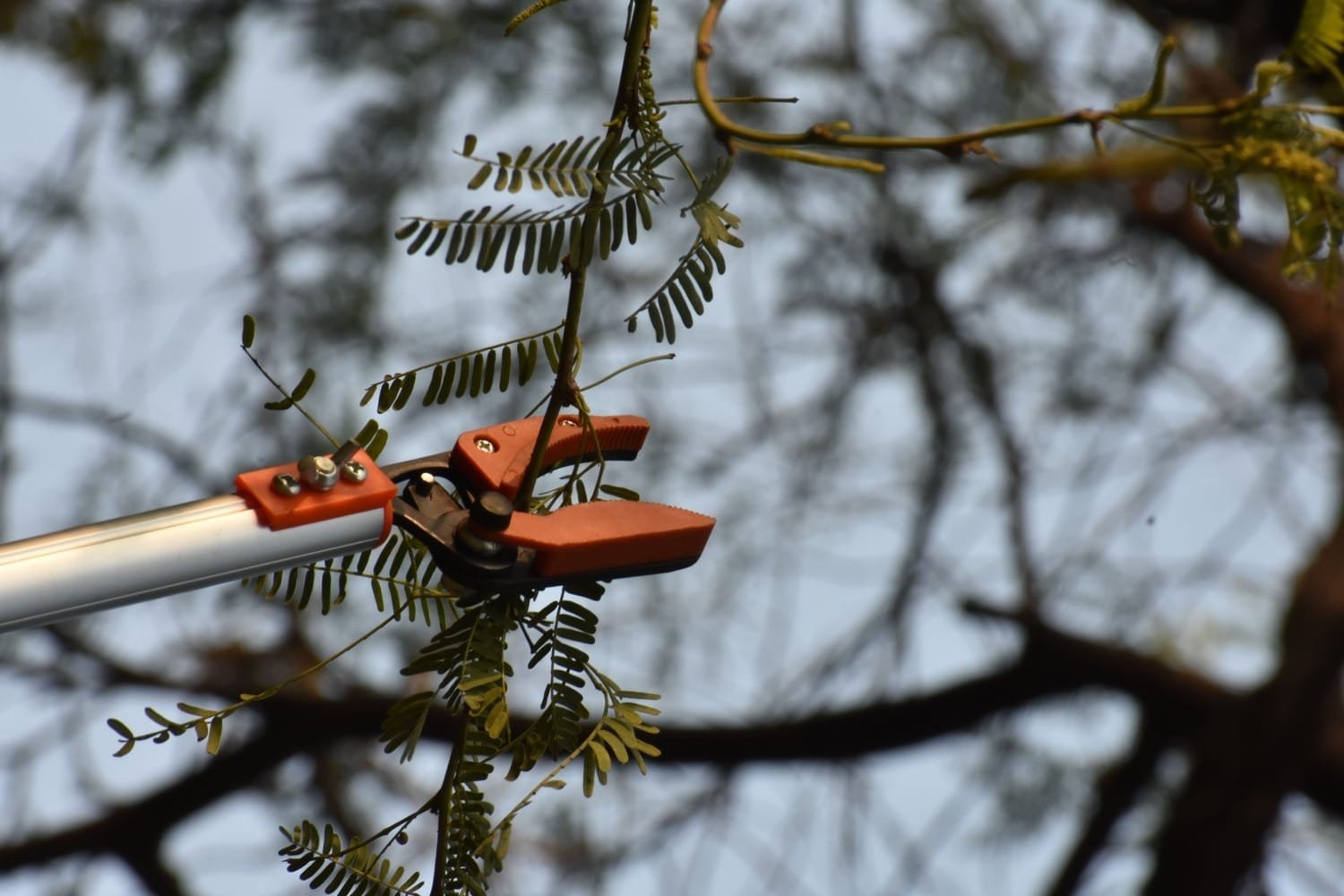 Fruit Plucker Scissor NG-FP-2222 - Image 8