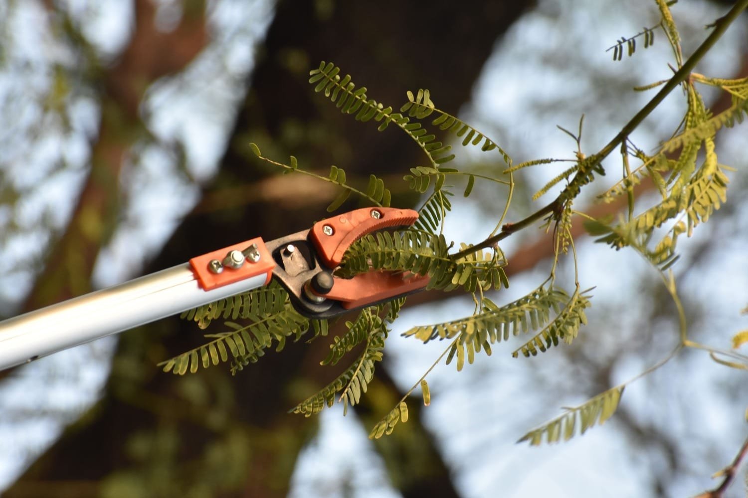 Fruit Plucker Scissor NG-FP-2222 - Image 7