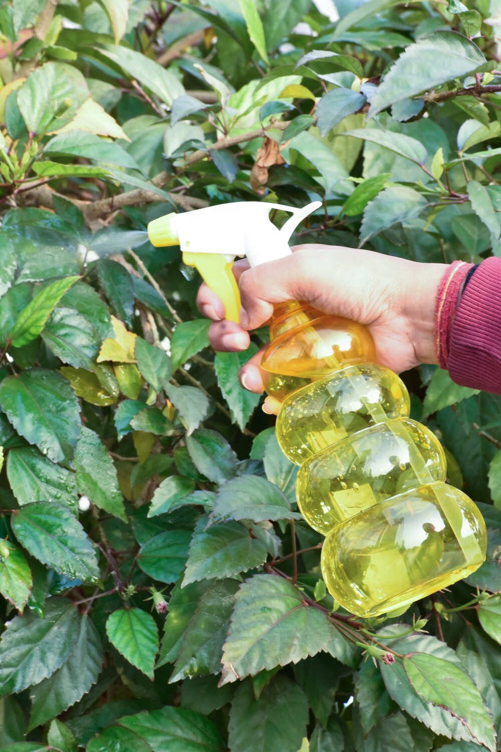 Mist Bottle for Plants NGI-260 - Image 4