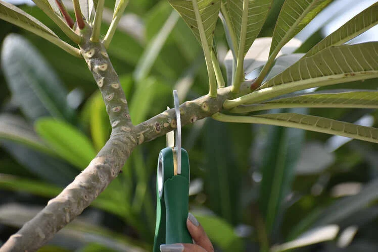 Pruning Shear Pruner-NG-P-952 - Image 3