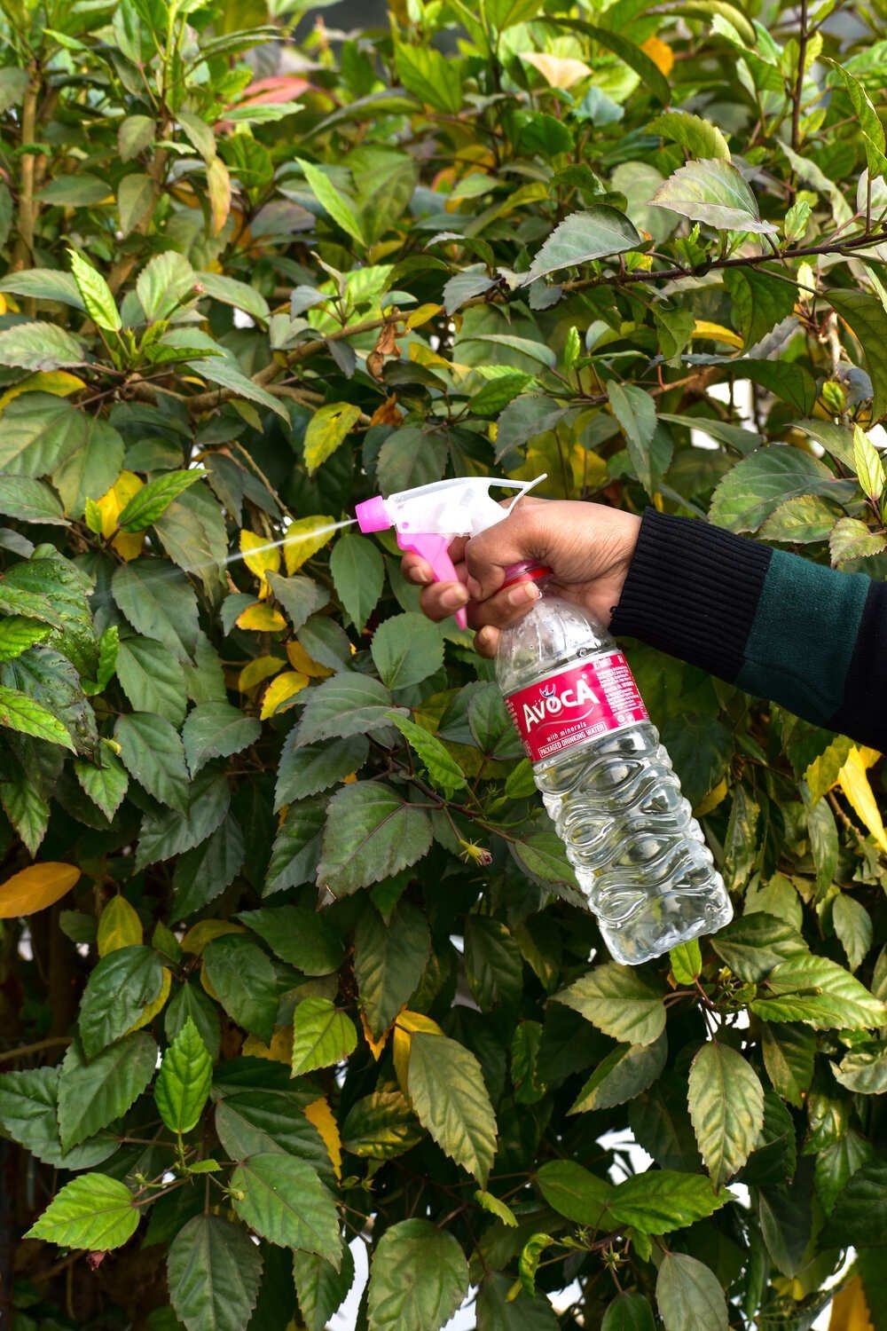 Spray Nozzle NG-200A (Pink Trans. With Natural) - Image 3