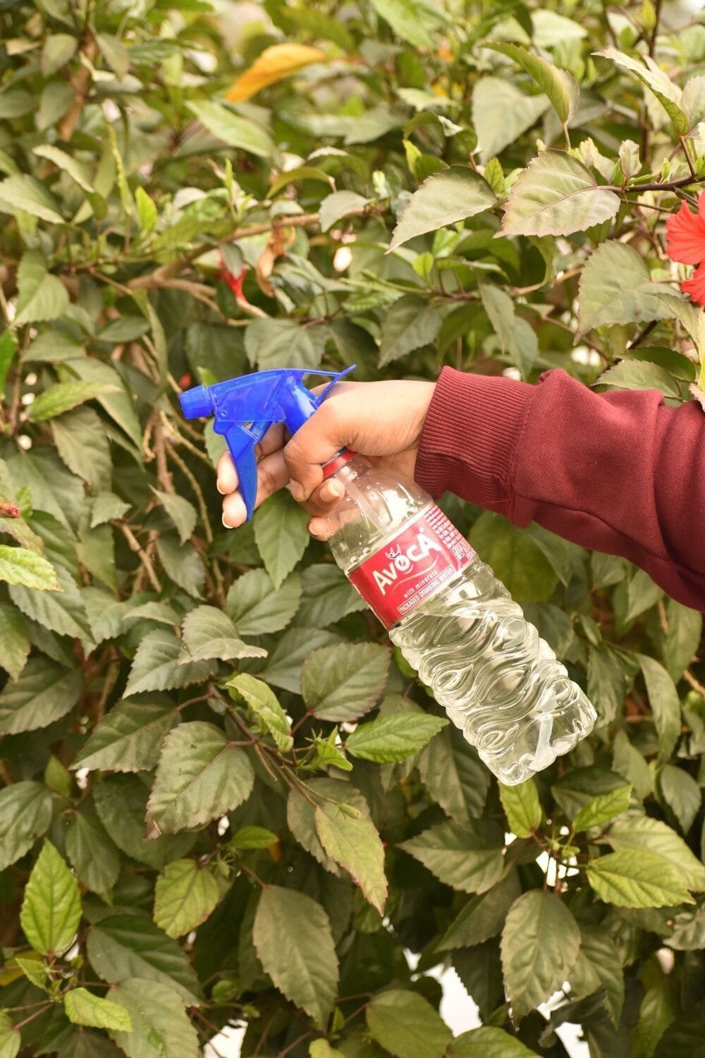 Trigger NG-200A (Duck Blue Trans. With Natural) - Image 2