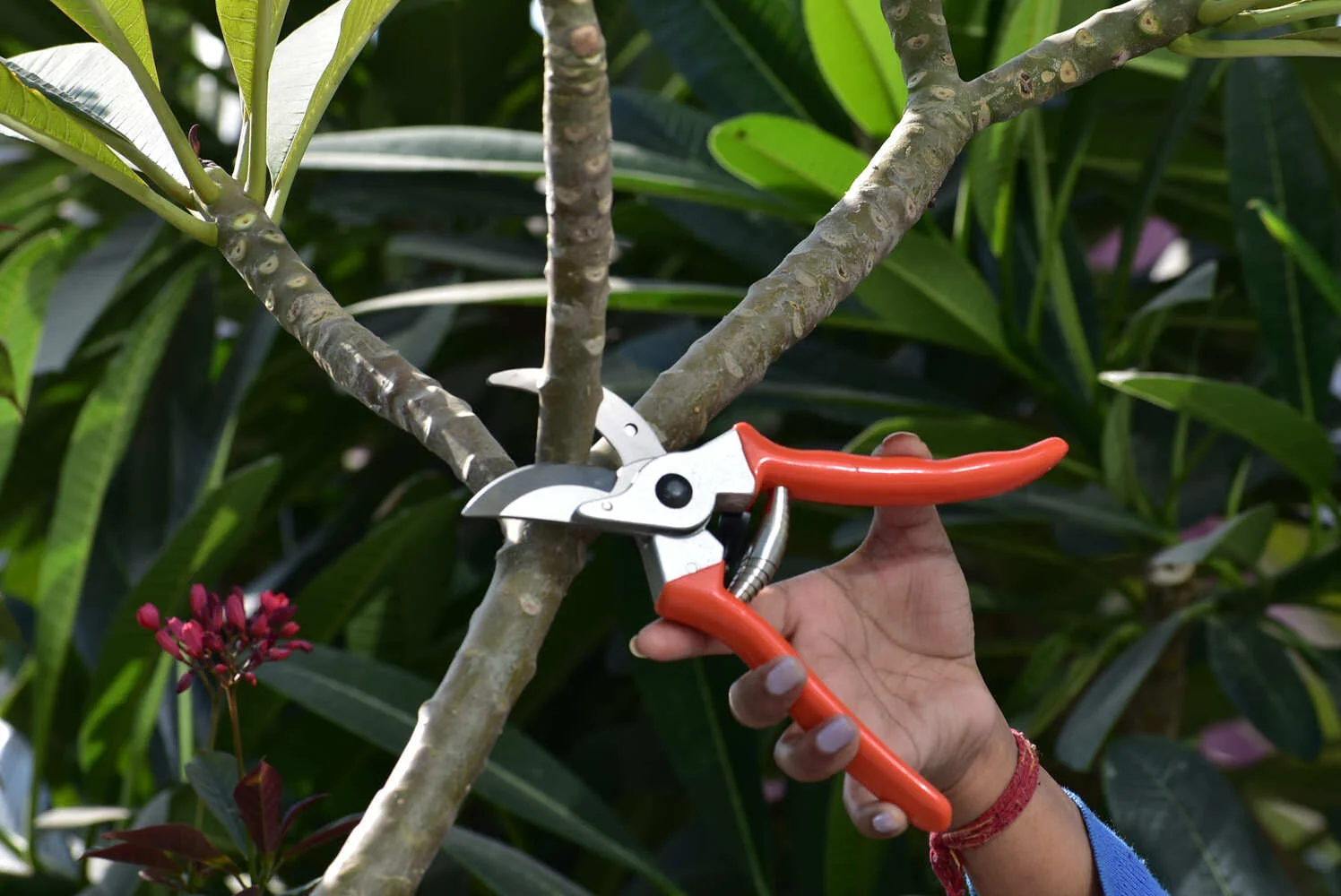 Mini Tech Scissor Pruner-NG-P-961 - Image 3