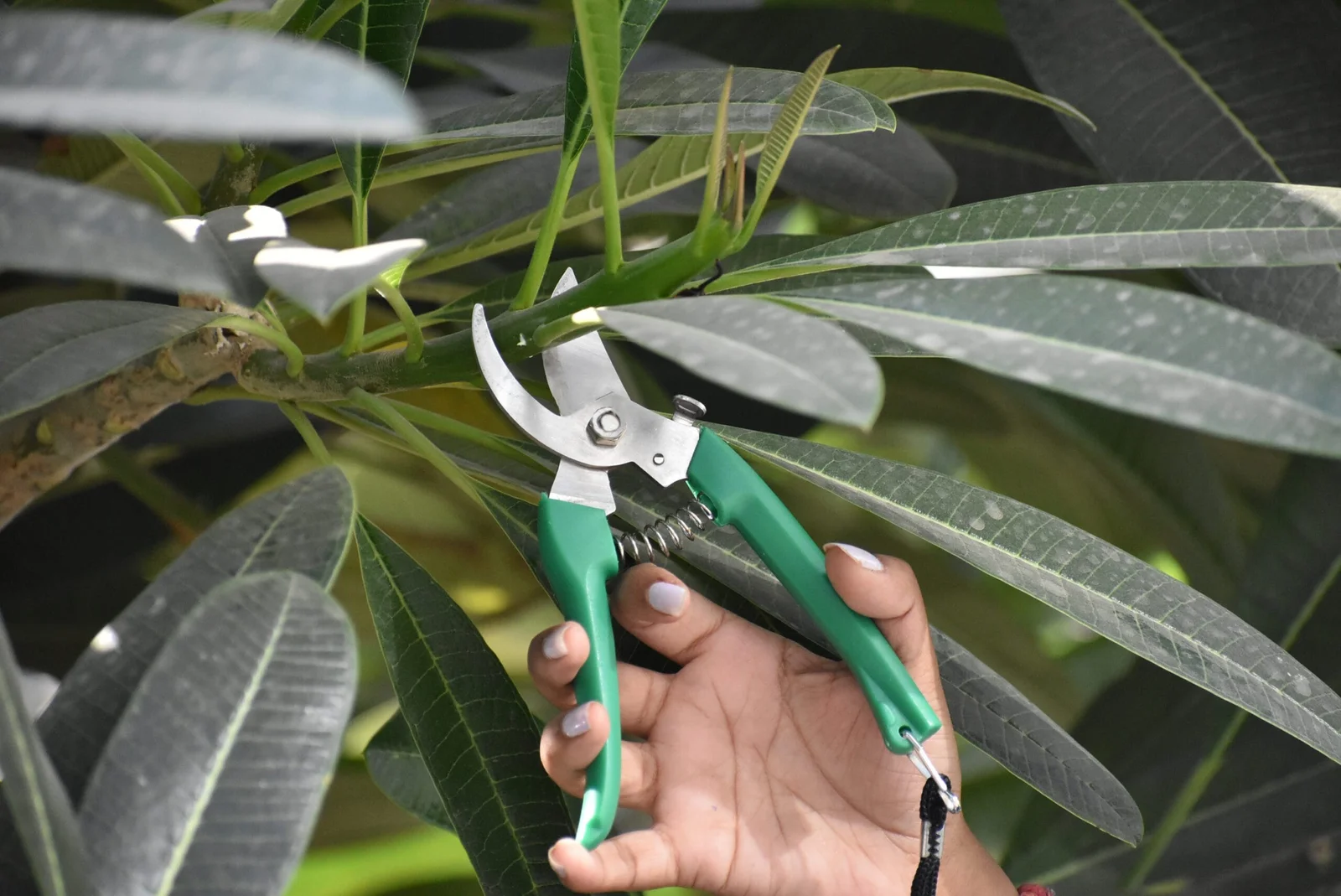 Tree Branch Cutter Pruner-NG-P-906 - Image 3